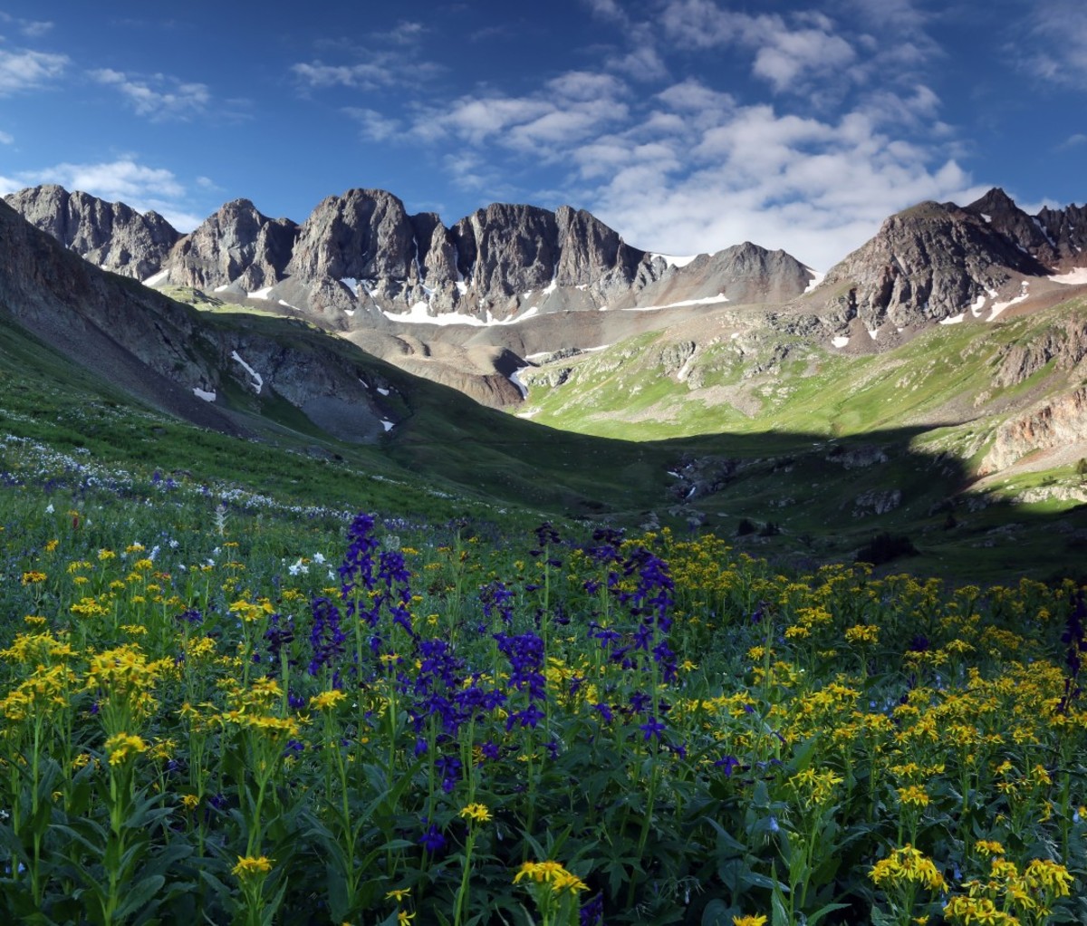 Summer wildflowers high up in the Colorado Rocky Mountains near Lake City, Co. American Basin is off Cinnamon Pass Road on the Alpine Loop Scenic Byway in the San Juan Mountains.