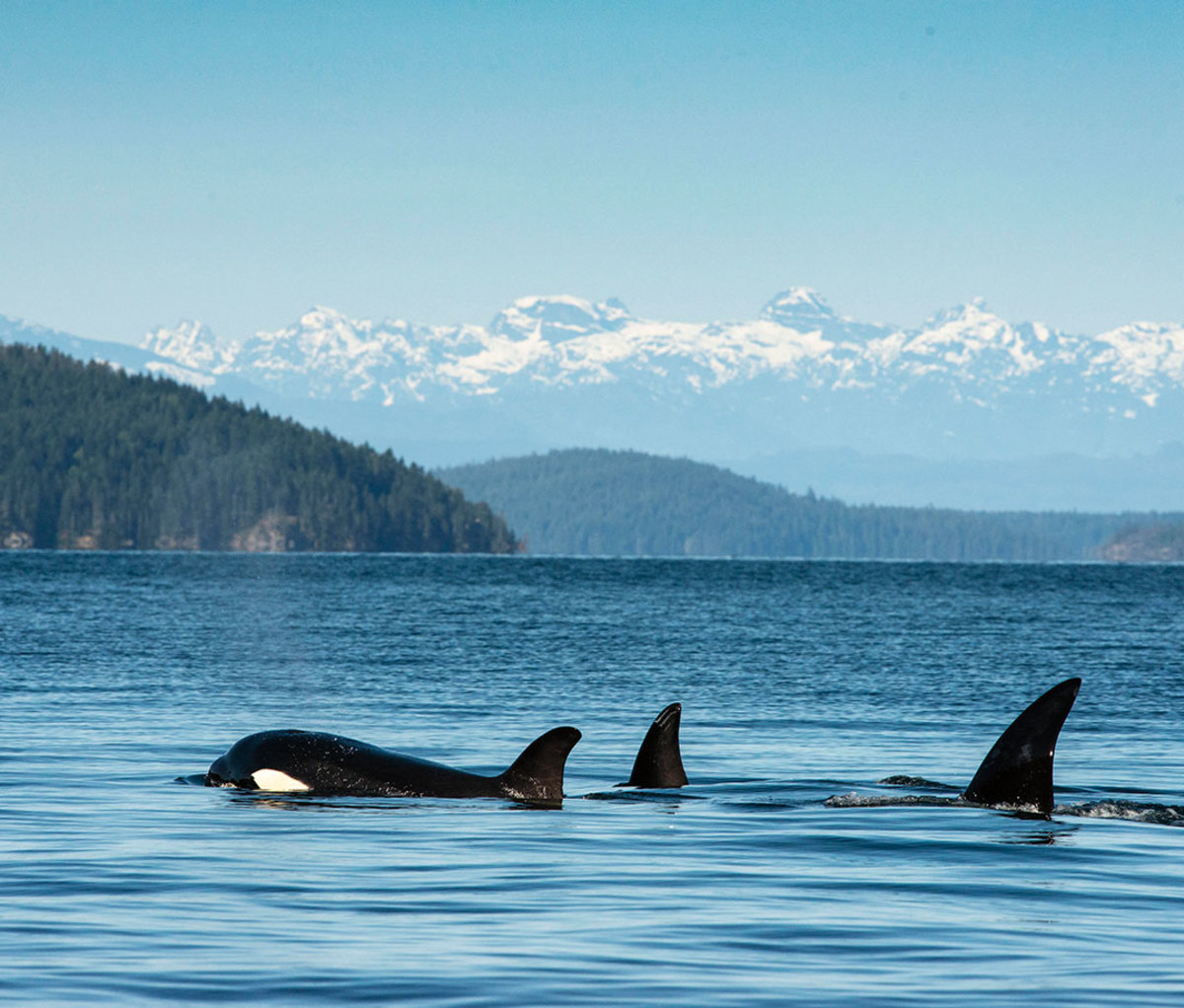 Orcas swimming 