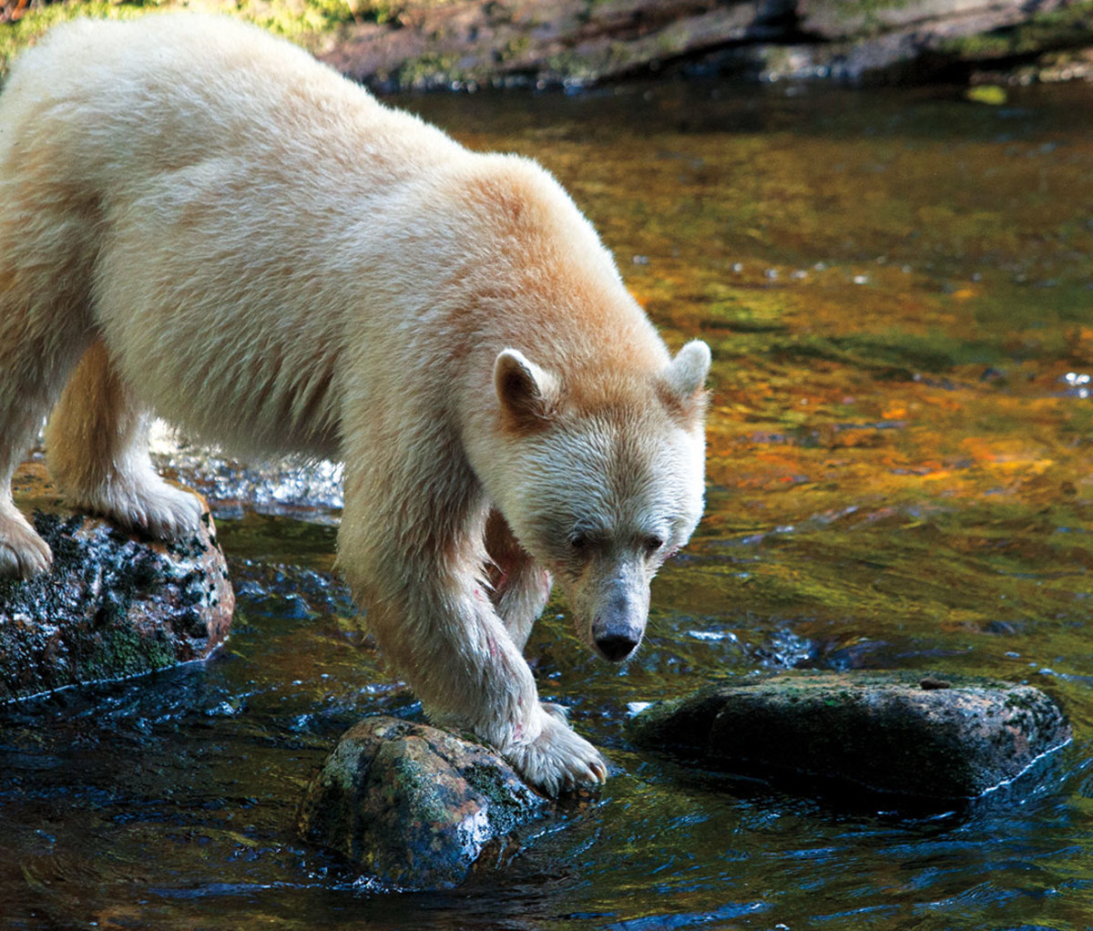 White-furred bear known as a spirit bear at water's edge