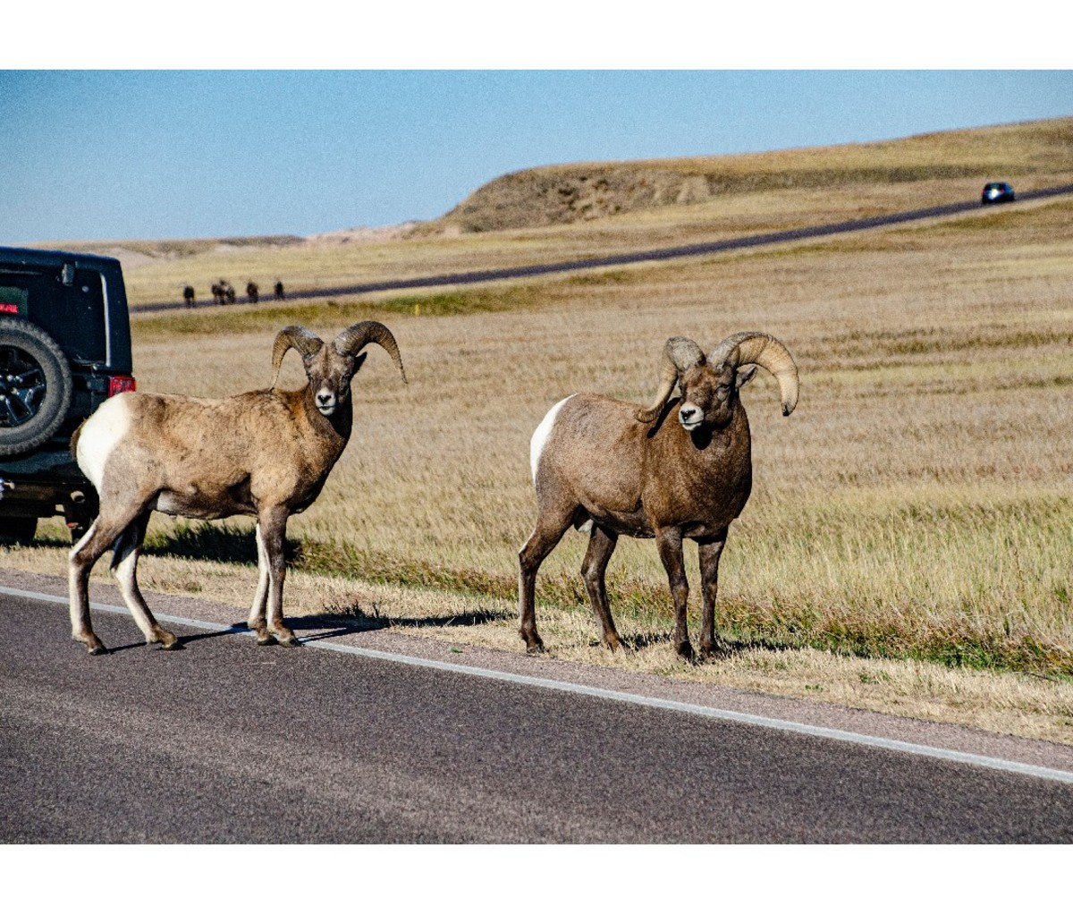 Bighorn sheep by a jeep on the road in Badlands National Park