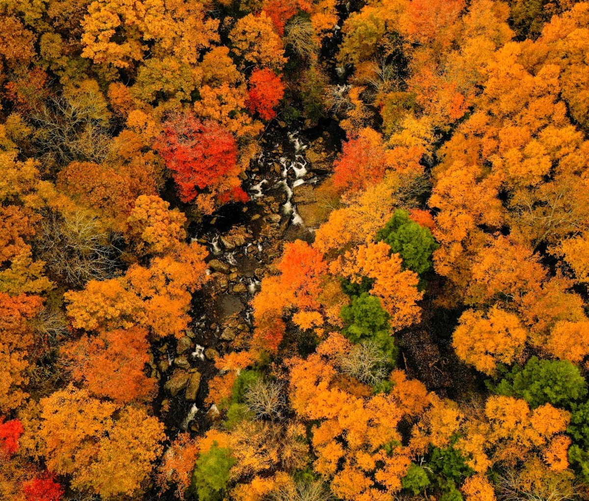 Aerial view of fall foliage