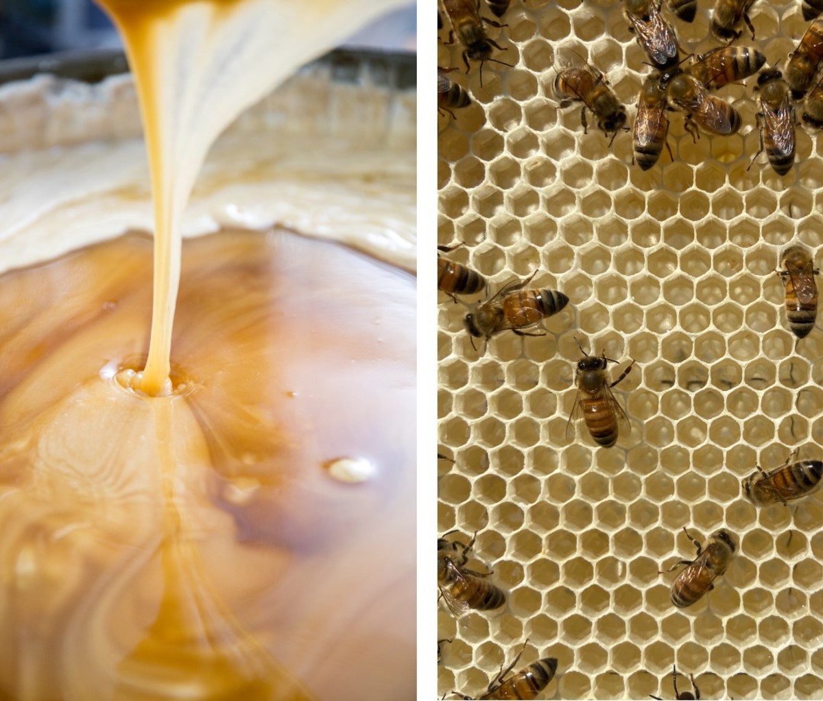Raw honey and bees on honeycomb