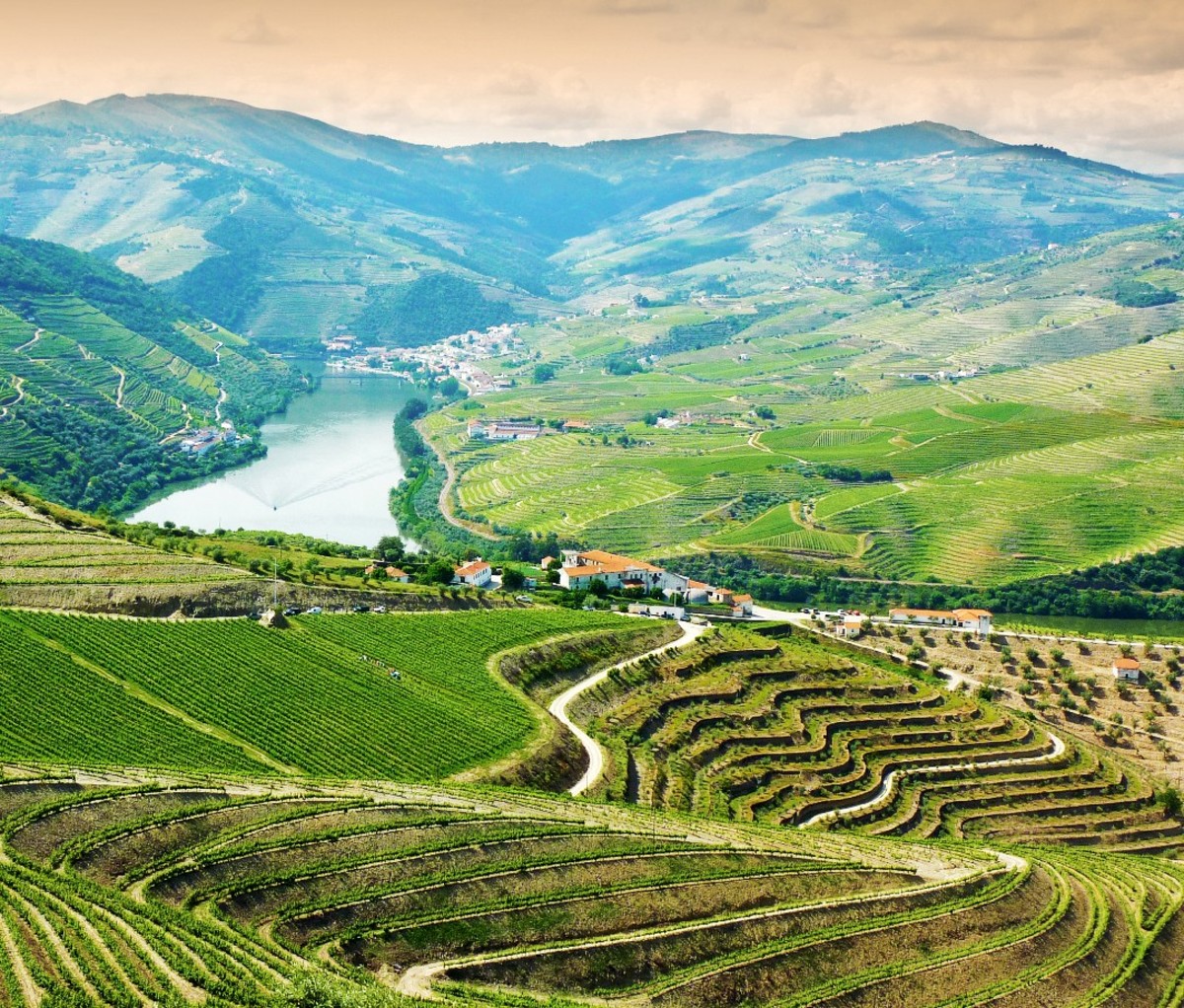 Vineyards in the Douro Valley, Portugal, Portuguese wine