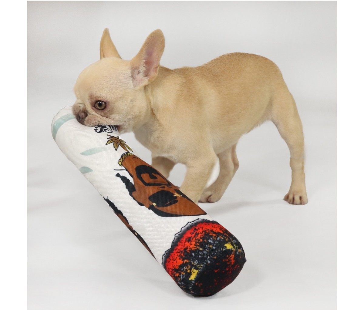 Small dog holding a large joint plushie on an off-white background.