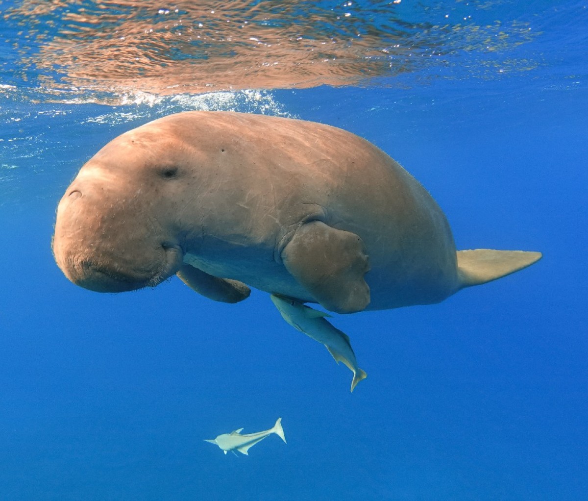 Dugong floating in the water.