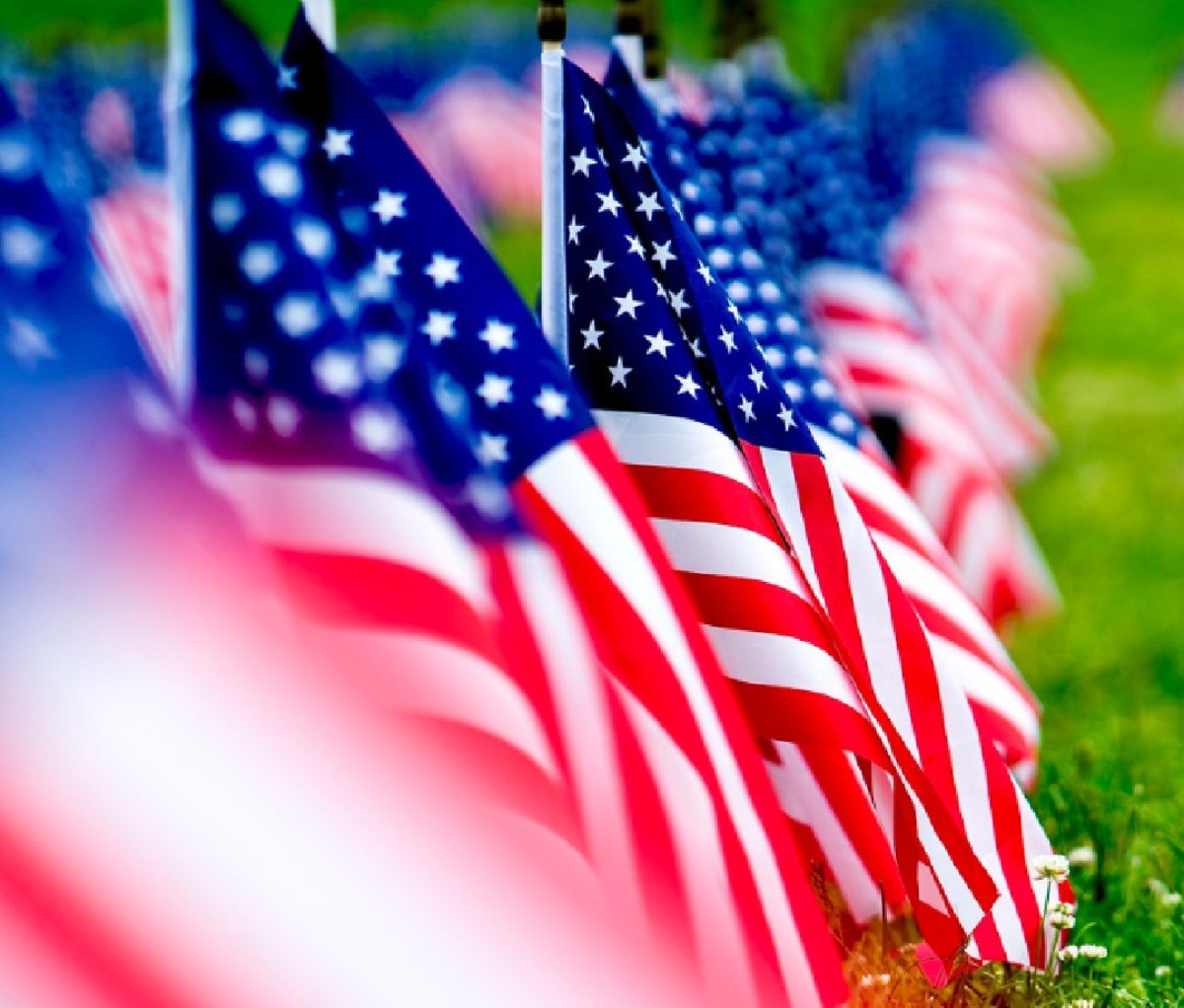 Row of US flags planted in the grass.