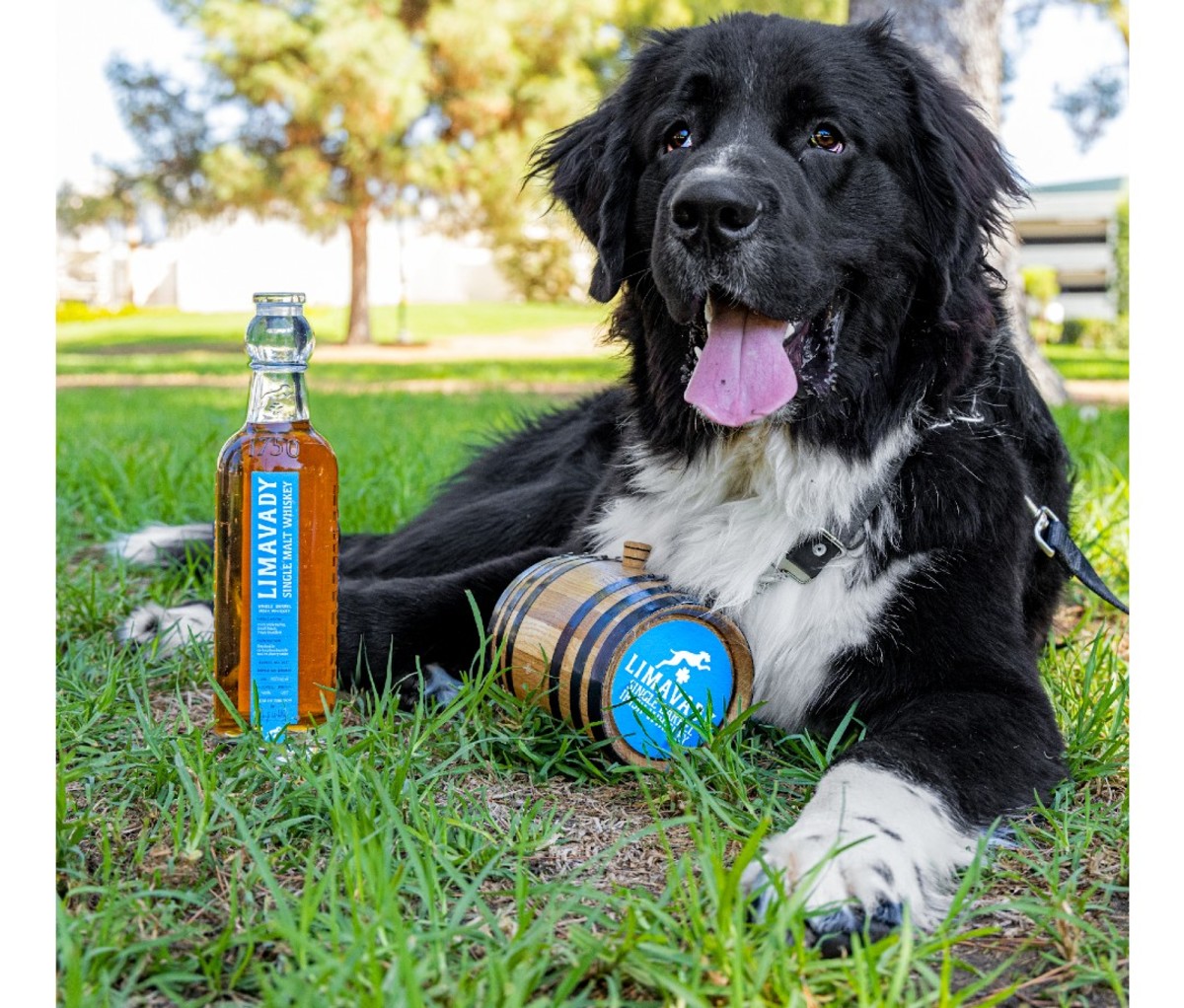 Large black and white dog wearing whiskey barrel collar next to bottle of Limavady