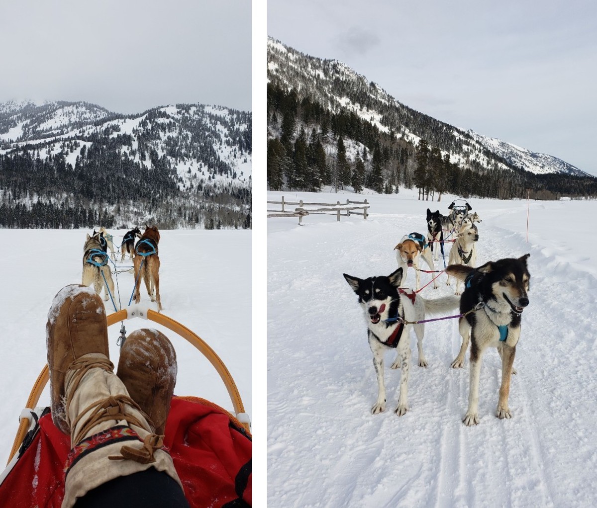 Dog sledding in winter landscape