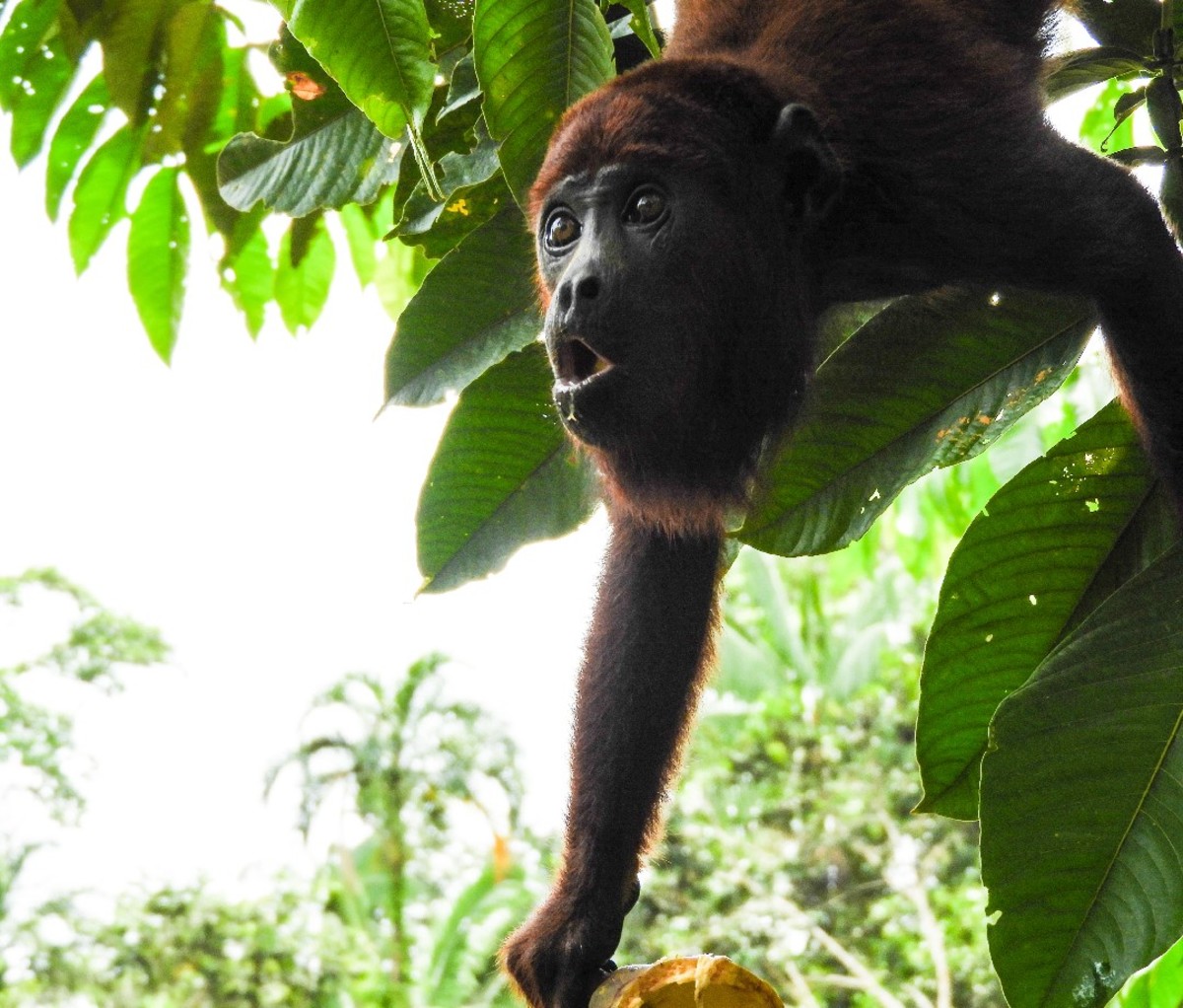 Monkey hanging from a tree in Colombian Amazonas region.