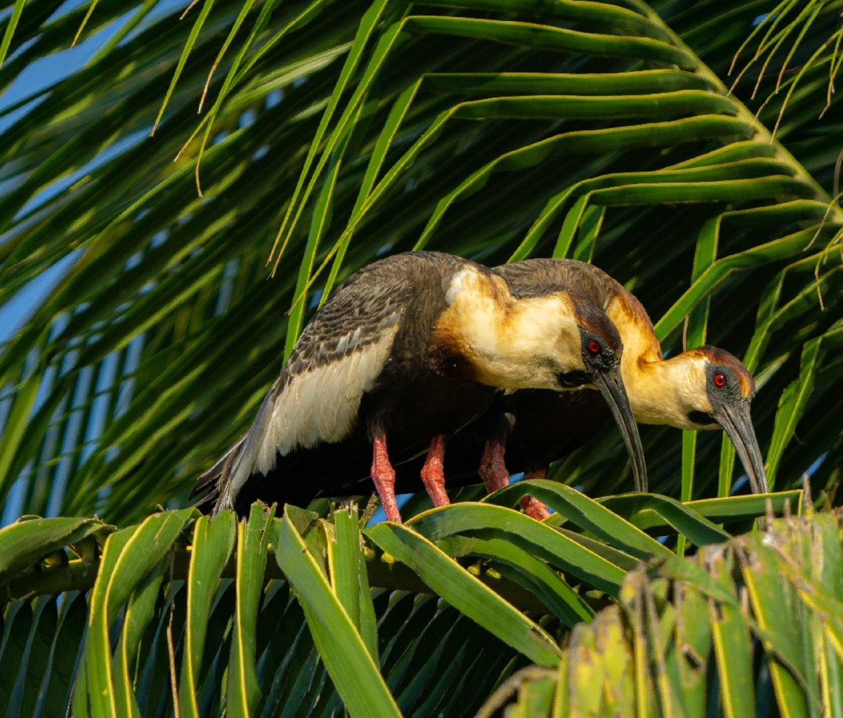 Two tropical birds in a palm tree in Colombia.
