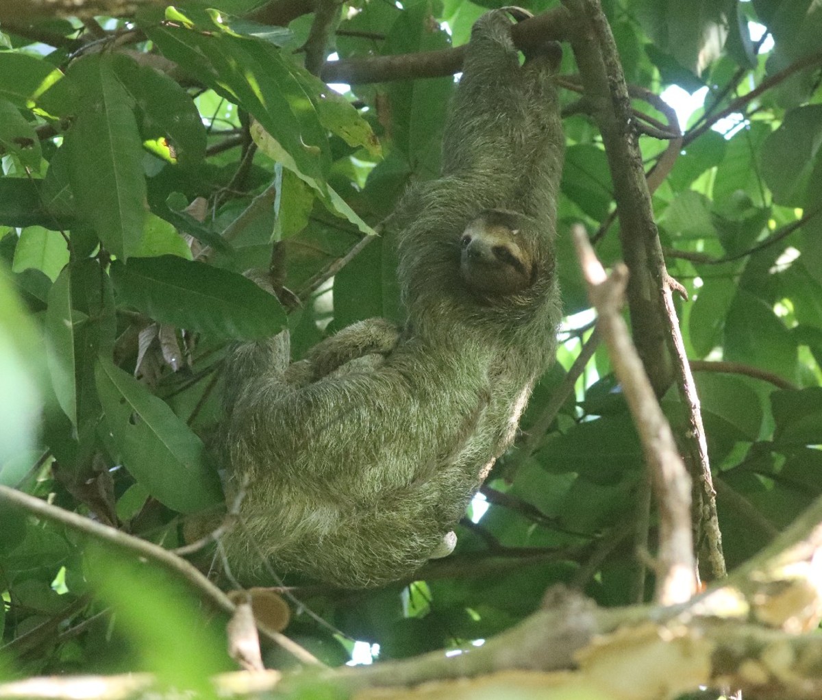 Sloth in a tree in Corcovado National Park