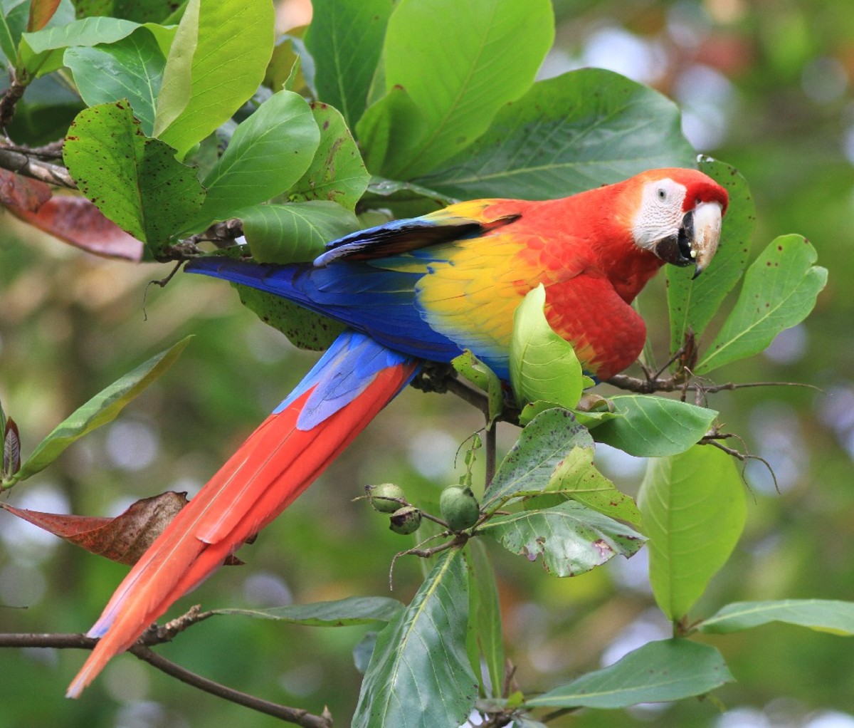 Bright red macaw in a tree in Corcovado National Park.