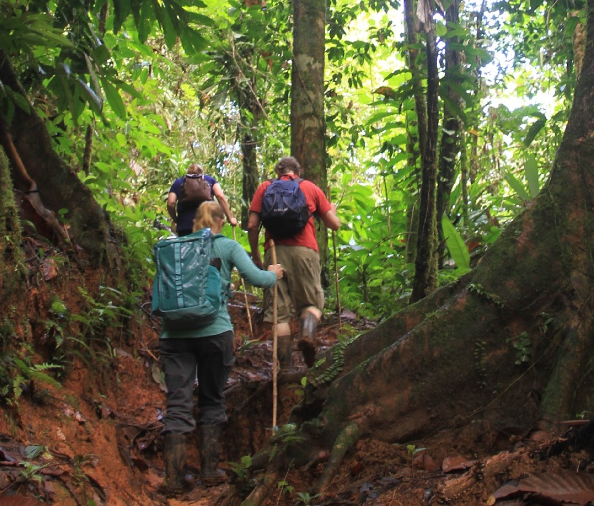 Hikers heading up a hilly trail under a lush canopy in Corcovado National Park.