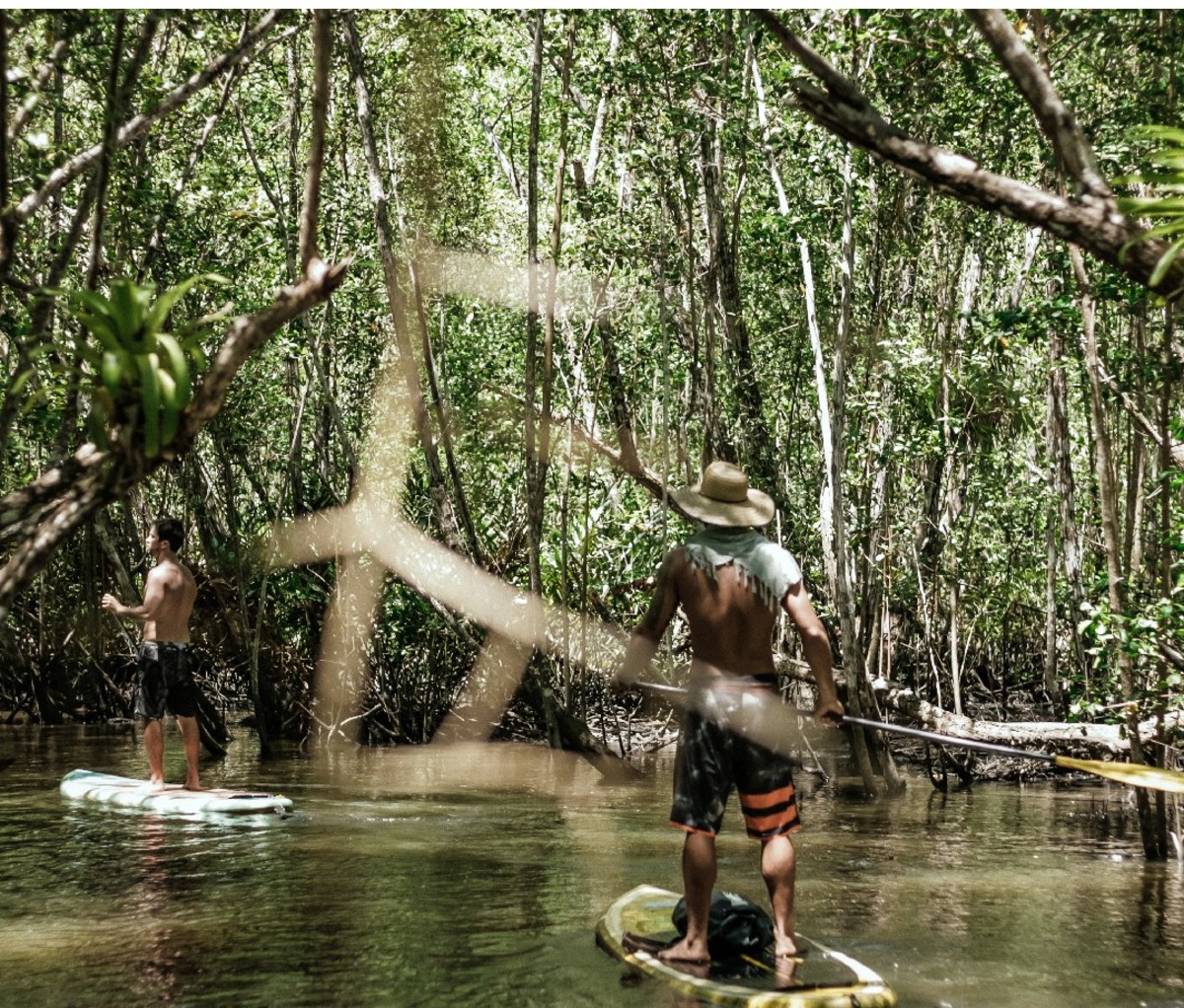 Guide standing on a dugout in mangroves of coastal Brazil.