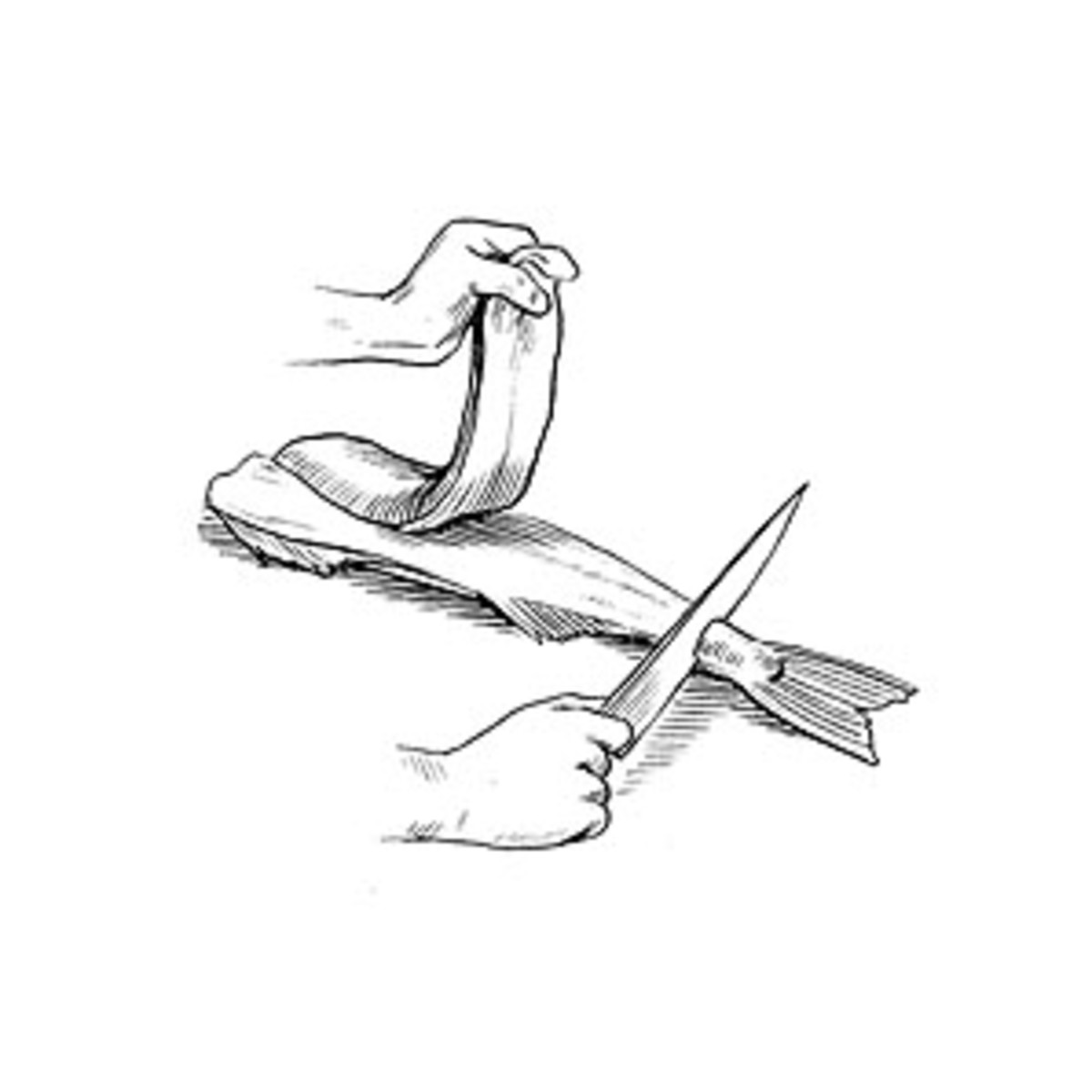 How to fillet a fish.